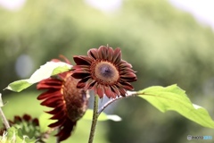 夏の花　７