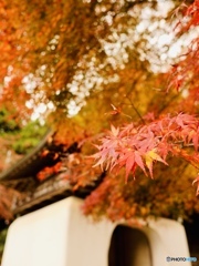 紅　葉