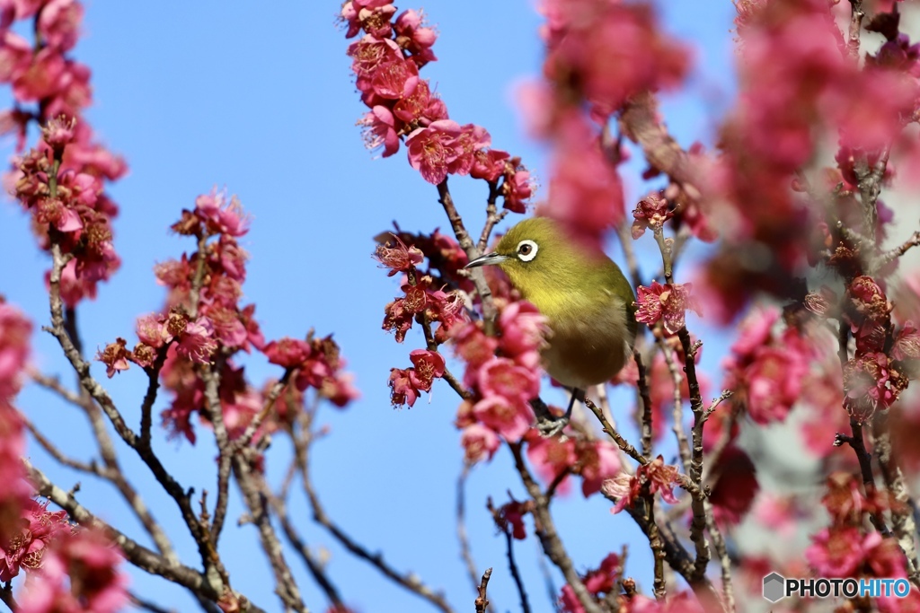 ウメジロー