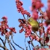 ウメジロー