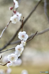 白　梅