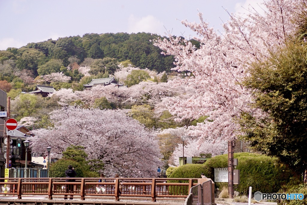 桜　８