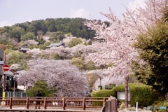 桜　８