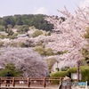 桜　８