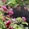 ミニ薔薇