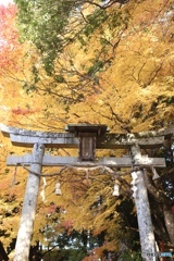鳥居黄葉