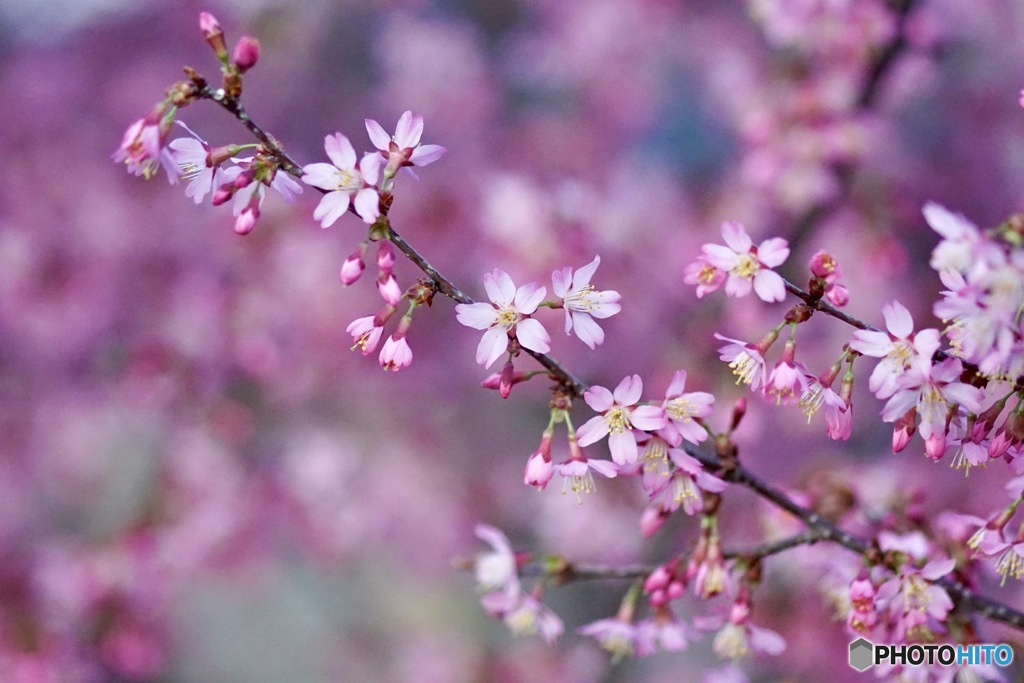 オカメちゃん　３