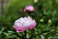 芍　薬