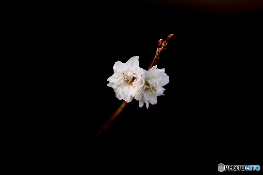 子福桜