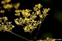 女郎花