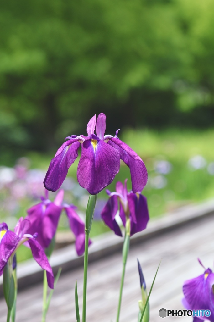 花菖蒲