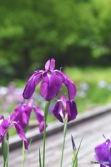 花菖蒲