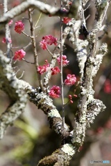 梅　花