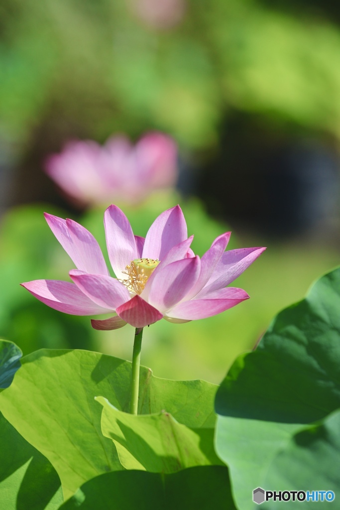 夏の花