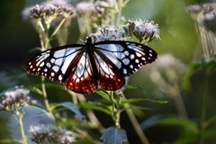 美味しいね １６