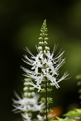 夏の花