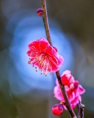 「紅梅に木洩れ空色」