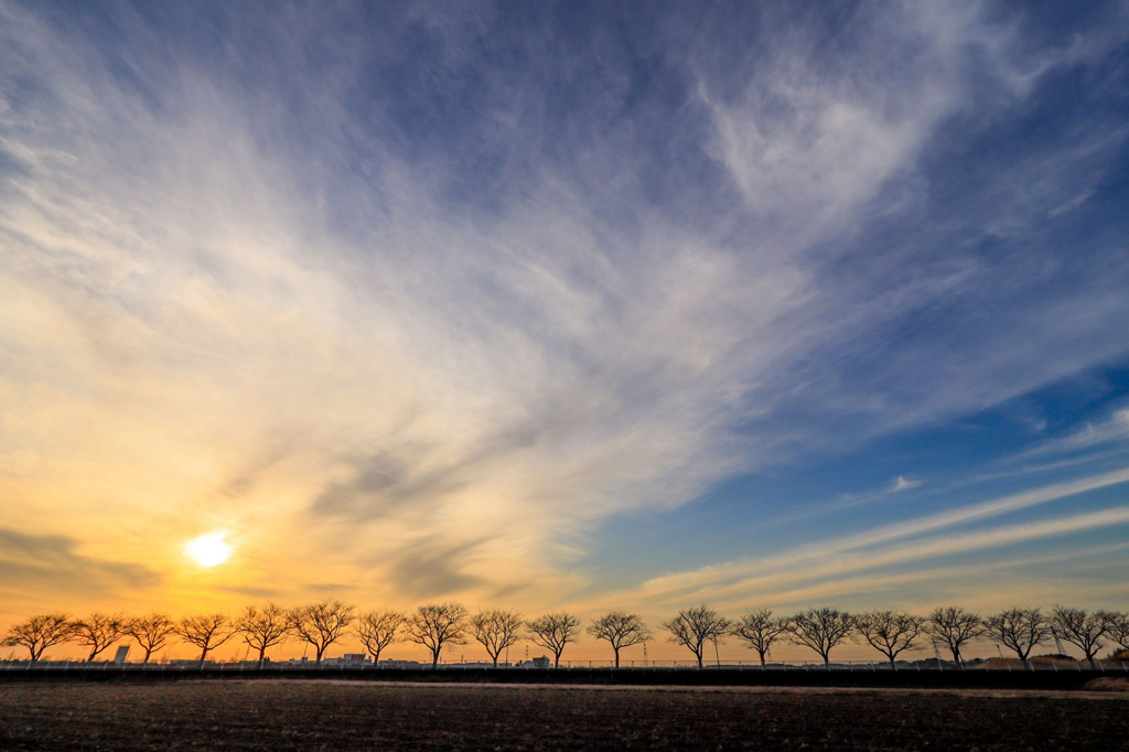 並木道の夕景