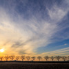 並木道の夕景