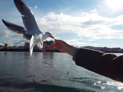 カモメにえびせん