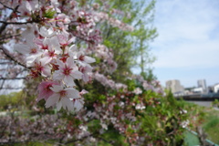 桜