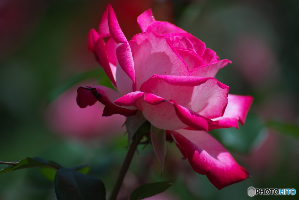 薔薇の季節③