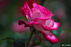 薔薇の季節③