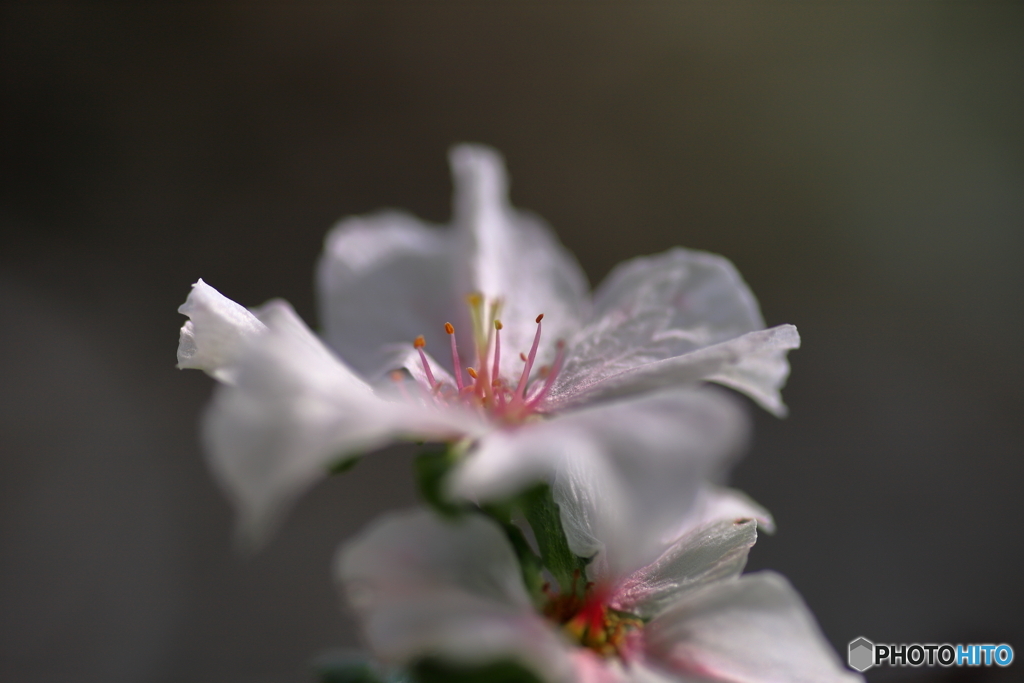 十月桜