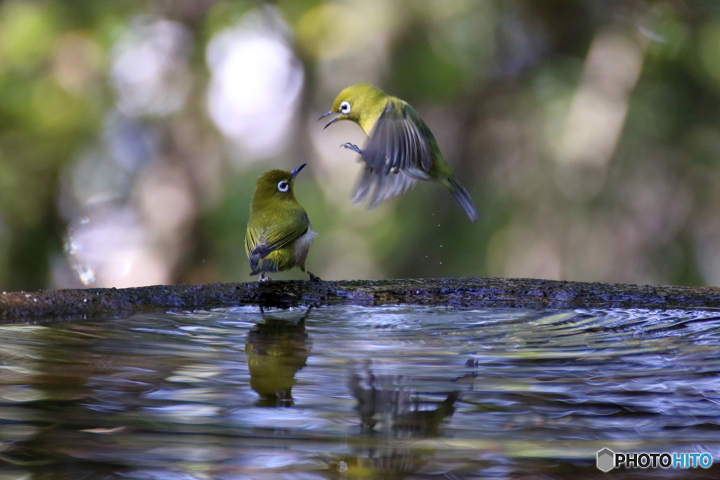 水場の鳥③