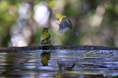 水場の鳥③