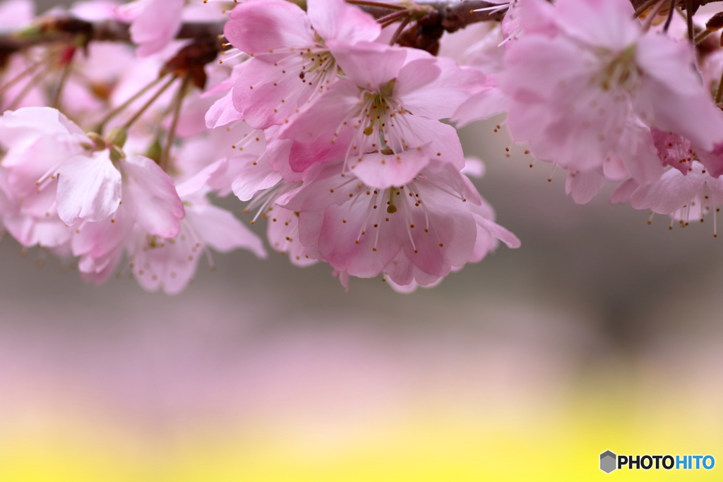 春めき桜①