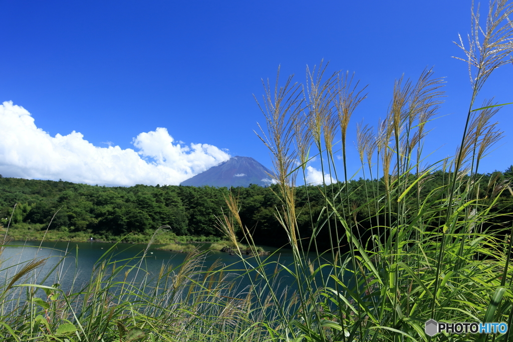 夏の富士五湖　⑥　精進湖とすすき