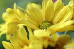 小菊