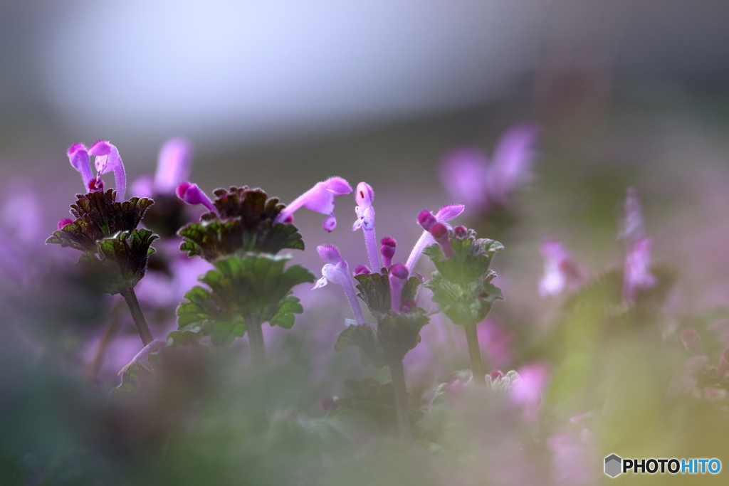 野の花
