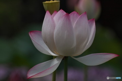神聖