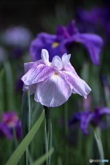 花菖蒲