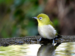 水場の鳥