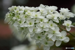 紫陽花　その２