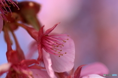 常昌院の河津桜１