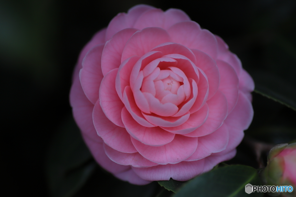 春の花便り③