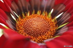 夏模様の花