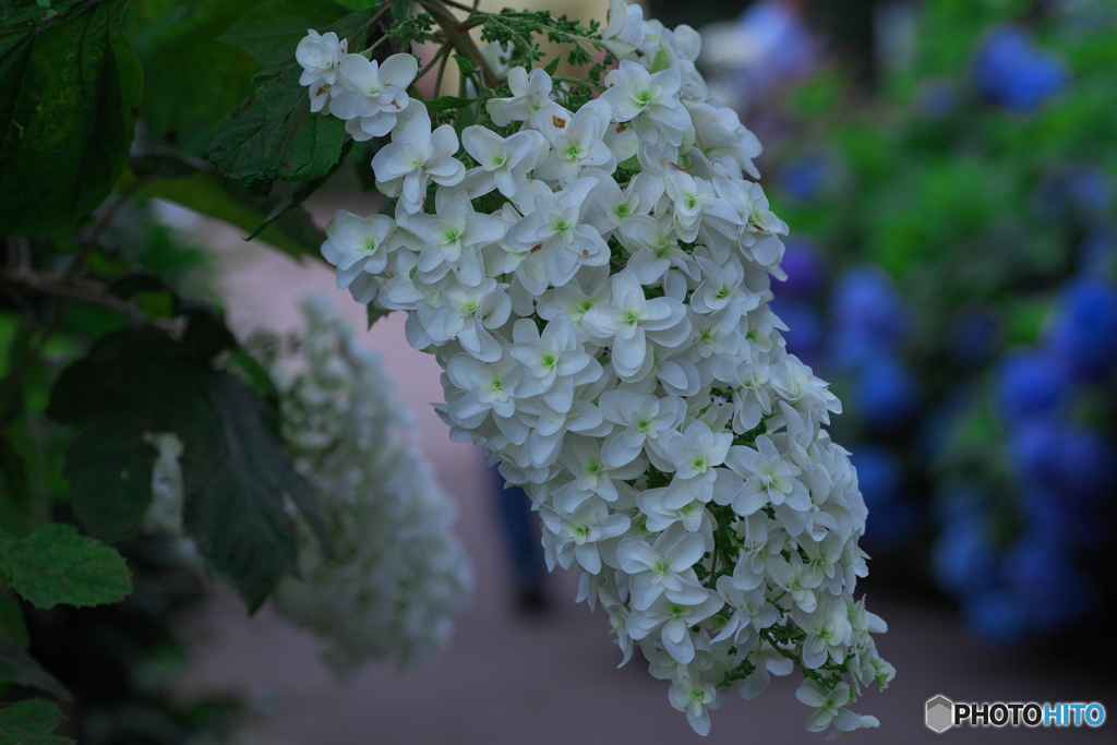 紫陽花の季節　その10