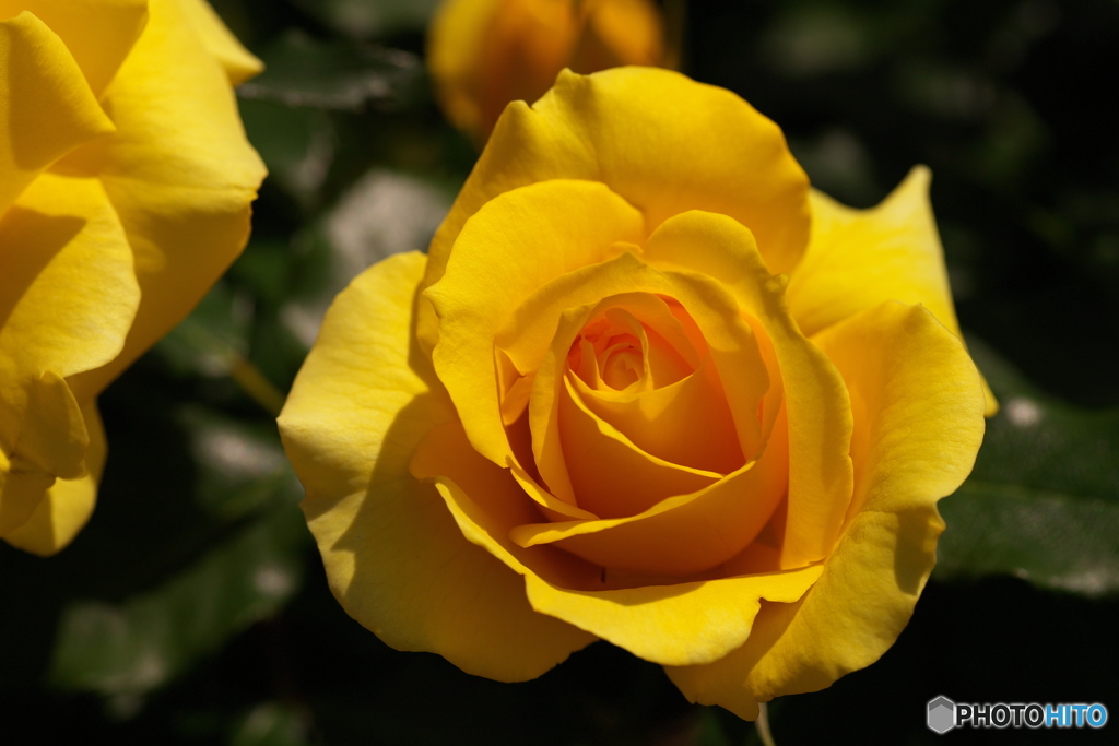 春の薔薇④