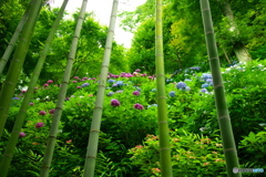 竹林と紫陽花