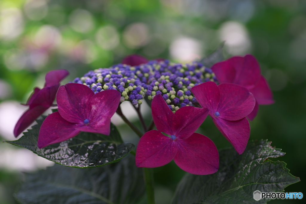 紫陽花④