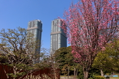 桜とビル