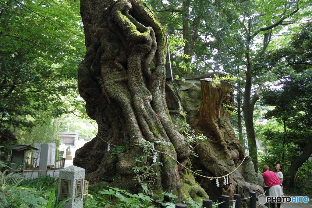 樹齢２千年（熱海来宮神社）