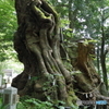 樹齢２千年（熱海来宮神社）