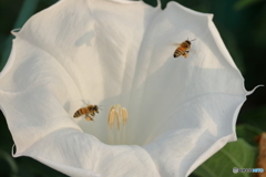 ミツバチのランデブー