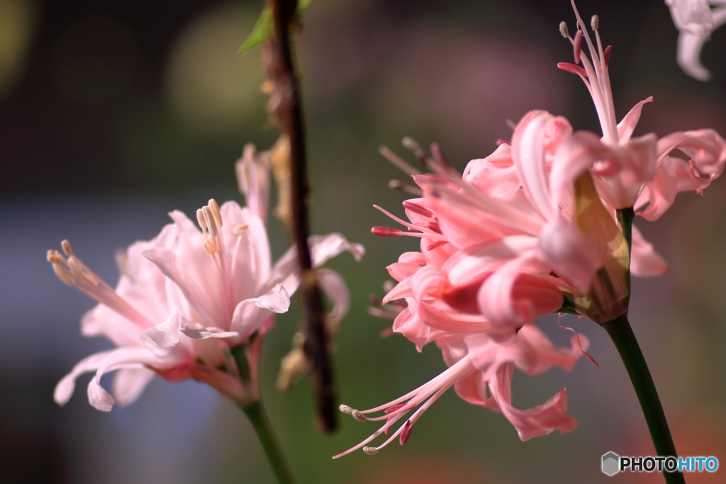 輝きの花②